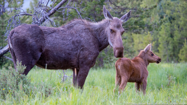 Forward-facing cow moose stands beside a calf looking right in bright meadow grass.