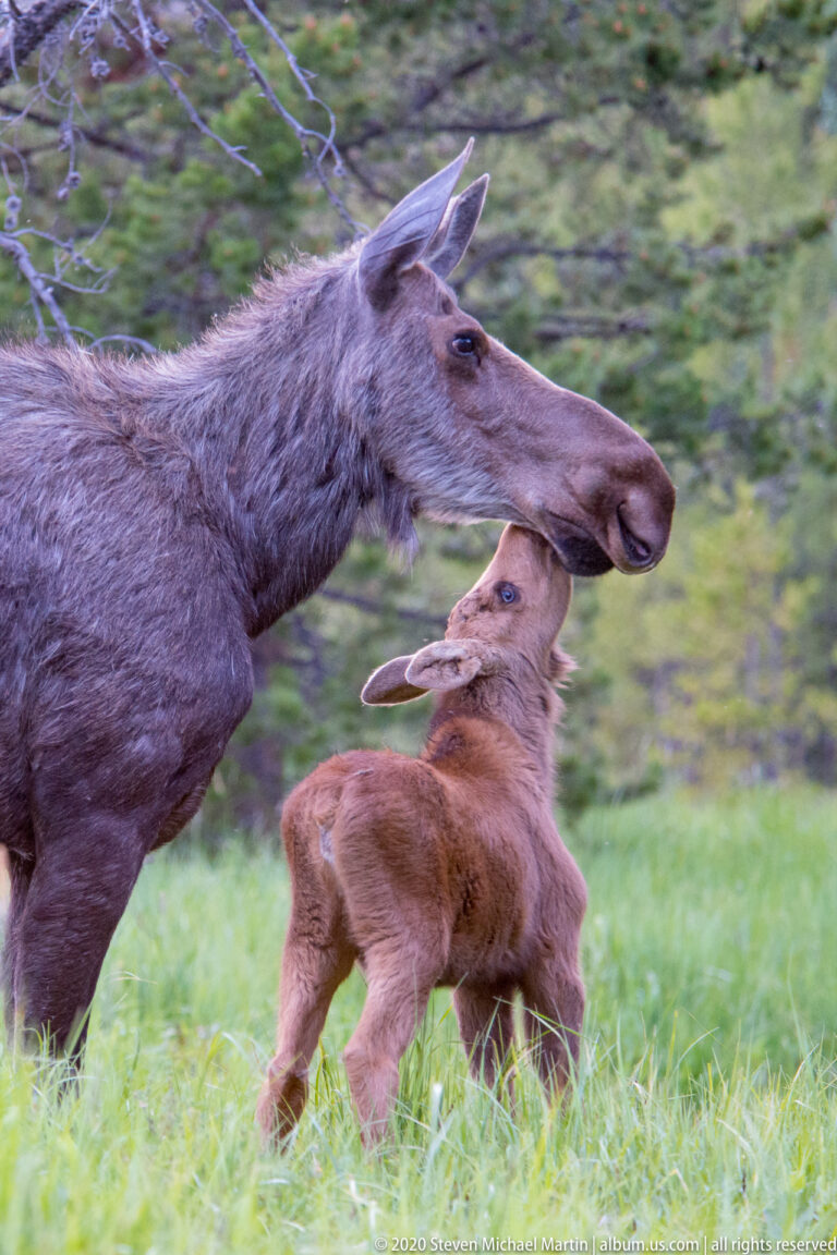 A calf moves right beneath an adult moose’s head, with slight motion blur in the meadow.