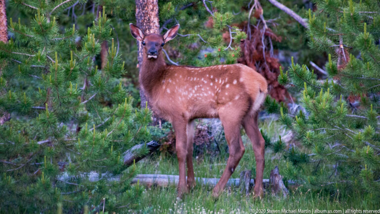 Spotted fawn looks toward the camera while another young deer and an adult stand among conifers.