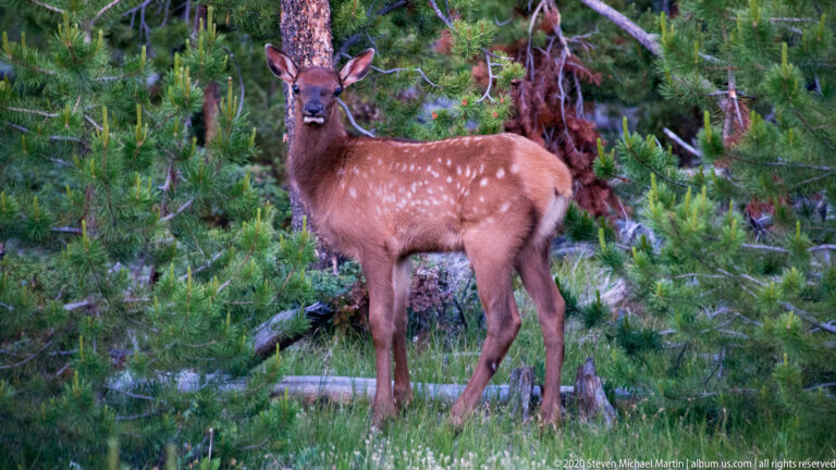 Adult deer stands among pines with two spotted fawns, one facing forward and one turned sideways.