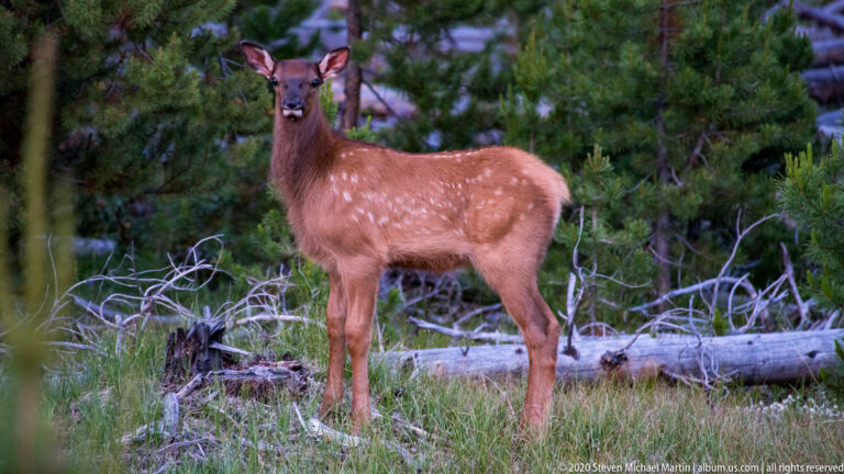 A spotted fawn stands alert among grass and fallen branches in a conifer clearing.