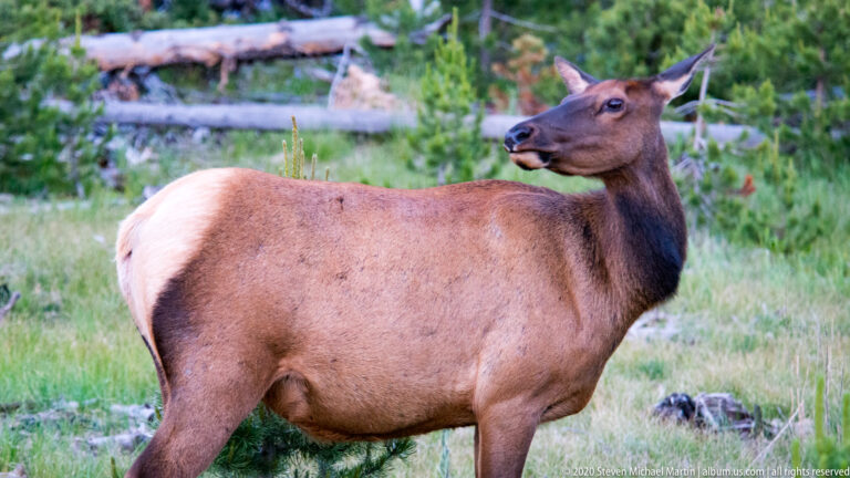 Cow elk stands side-on and looks back over her shoulder in a grassy clearing.