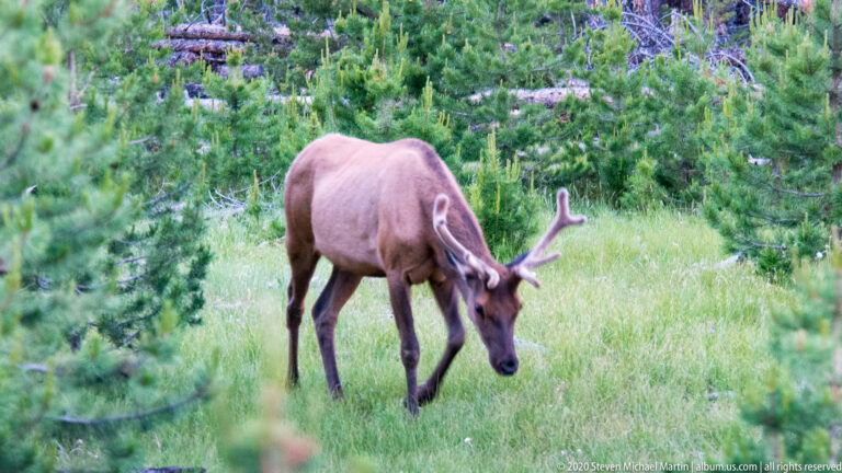 Bull elk with branching antlers lowers its head to graze in a green meadow.
