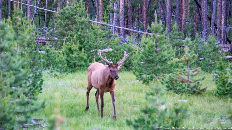 Front-facing bull elk stands in grass with branching antlers and young evergreens behind.