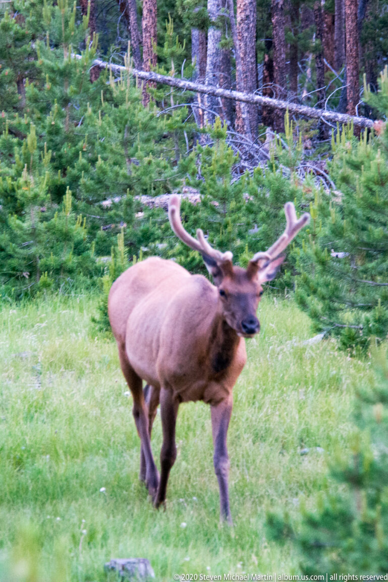 Antlered bull elk strides left across a meadow with conifers behind it.