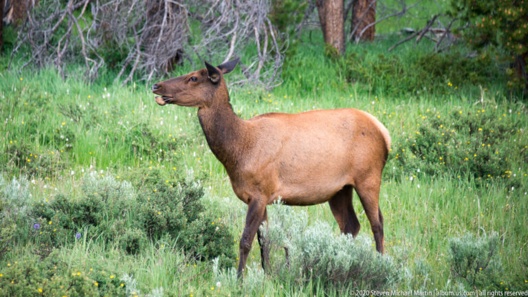 A cow elk stands broadside in green grass and yellow flowers, looking left.