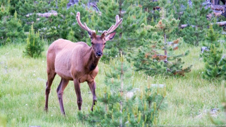 Front-facing elk stands in grass with ears spread and antlers raised among young pines.