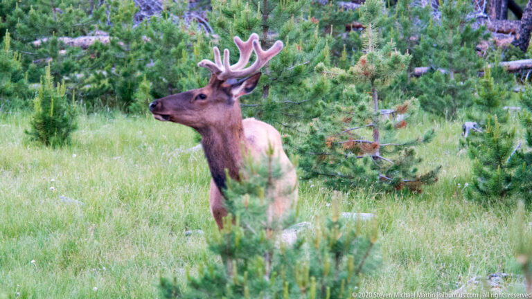 Bull elk looks left in three-quarter view, antlers visible above meadow grass.