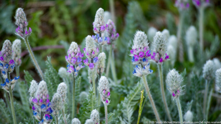 Silvery fuzzy flower spikes and small purple-blue blossoms rise among green stems.