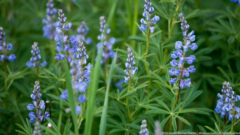 Blue-violet flower clusters rise above hand-shaped green leaves in a close plant view.