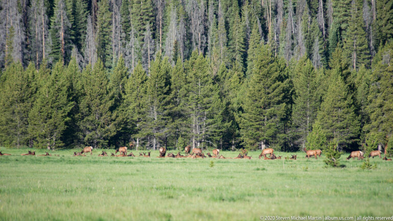 Distant elk herd grazes in a broad meadow beneath a dense conifer-covered slope.
