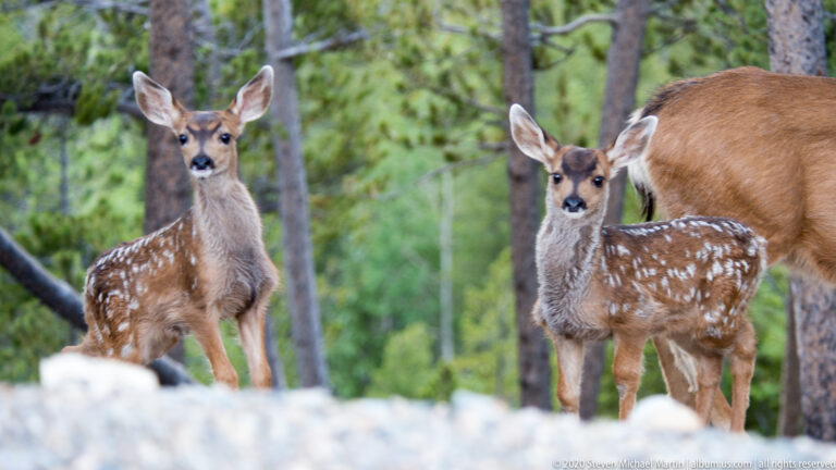 Two spotted fawns stand before a partly cropped doe among pine trunks.