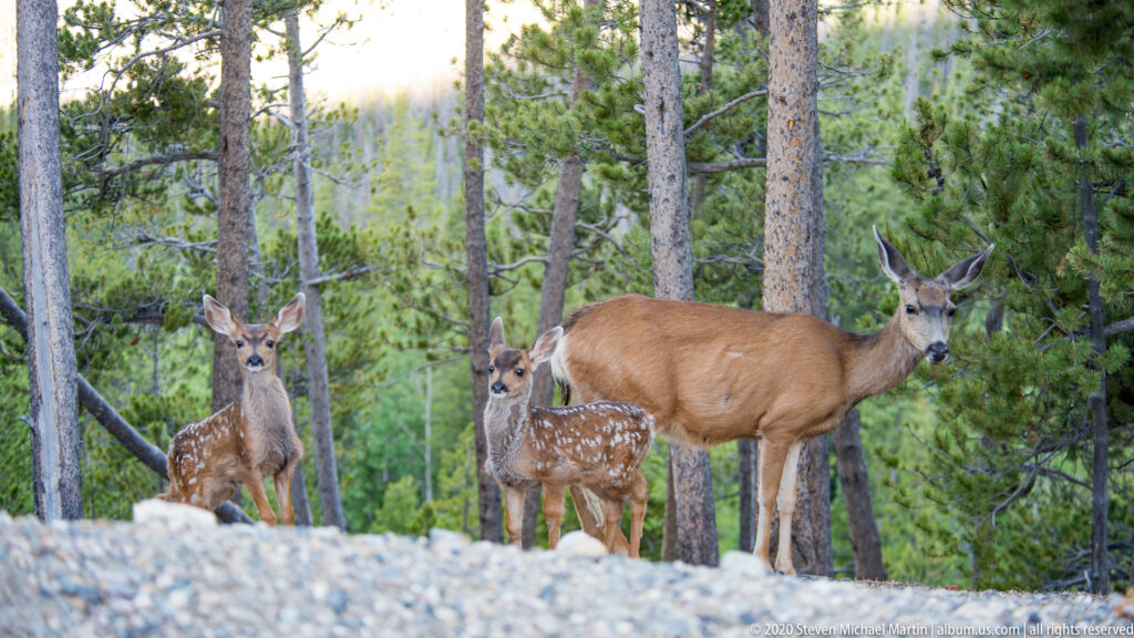 Doe and two spotted fawns stand behind a pale rocky bank among pine trees.