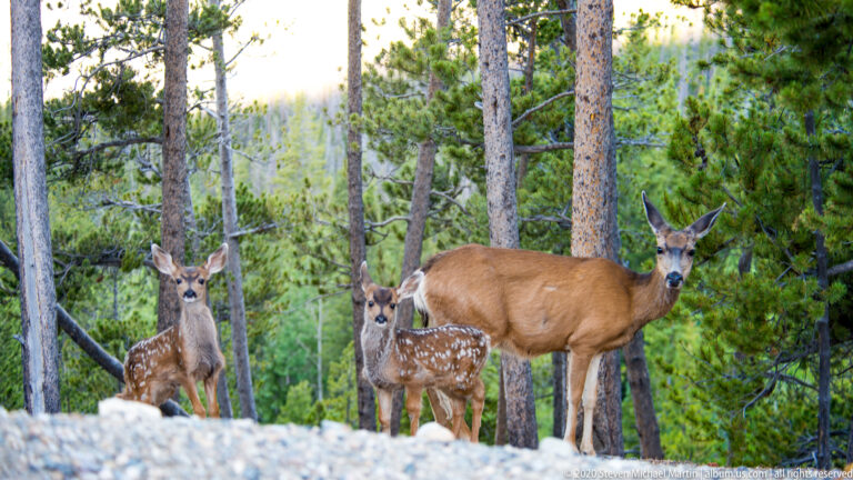 Adult deer stands behind two spotted fawns above a pale stony foreground in the woods.