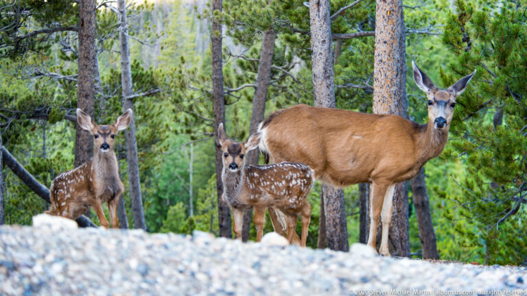 Doe and two spotted fawns face the camera behind a pale rocky foreground in the woods.