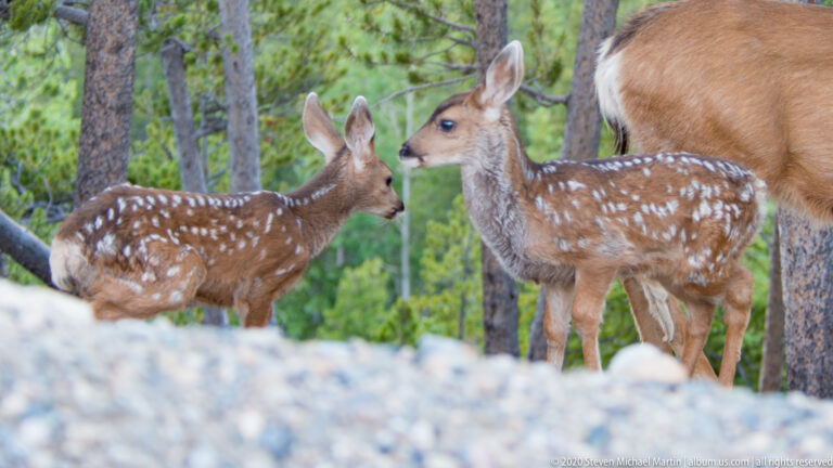 Two spotted fawns bring their muzzles close together with an adult deer behind them.