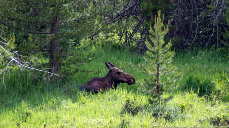 A dark moose rests low in tall meadow grass among young conifers and branches.
