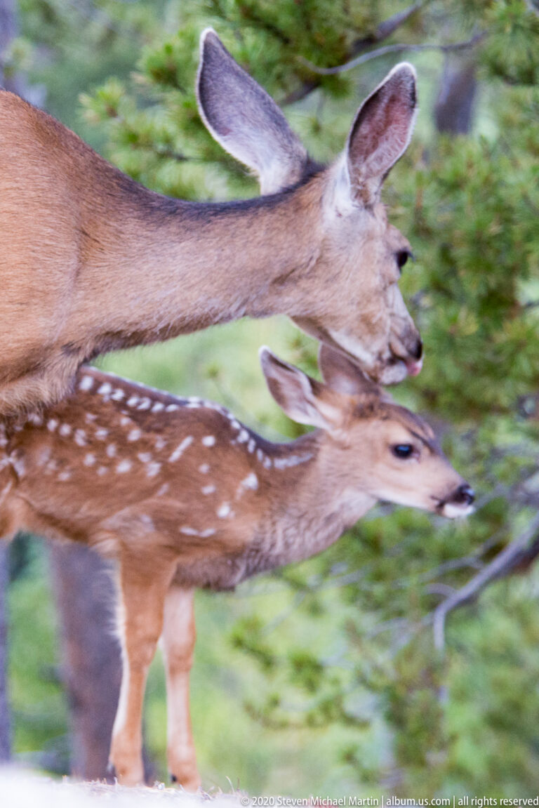 Doe and two spotted fawns move right through woodland, with slight motion blur.