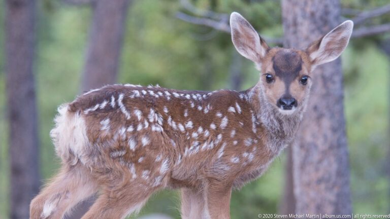 Spotted mule deer fawn standing side-on in a shaded forest and looking toward the camera.