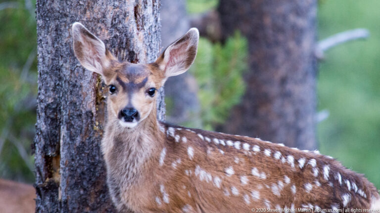 A spotted deer fawn looks toward the camera beside a rough tree trunk, with its body extending across the frame.