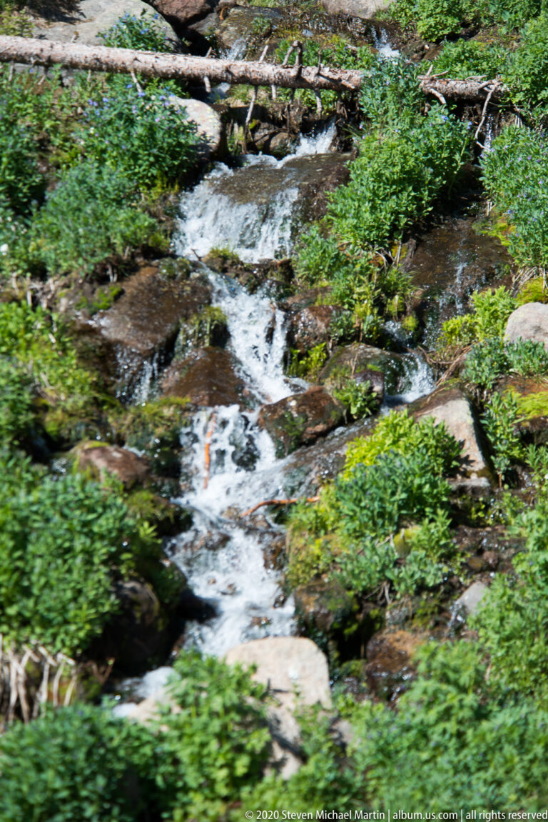 A shallow stream cascades over dark rocks beneath fallen branches, bordered closely by green shrubs.