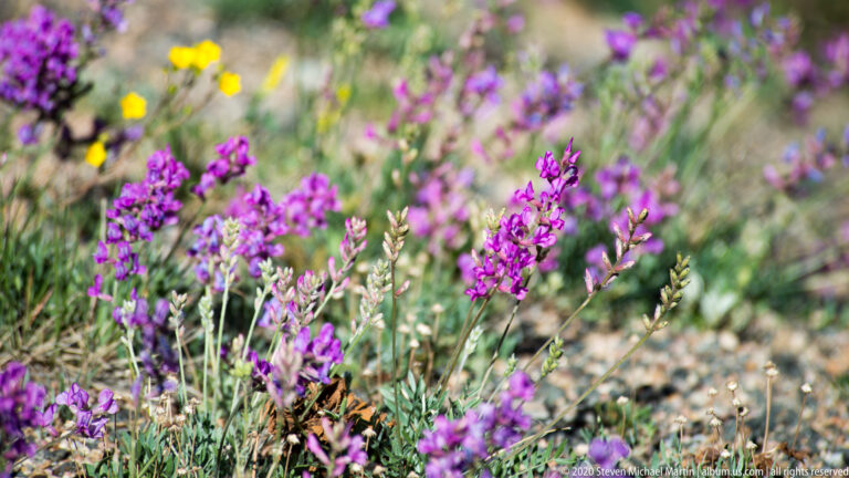Purple flower spikes rise among grasses and scattered yellow blooms in a softly focused alpine meadow.