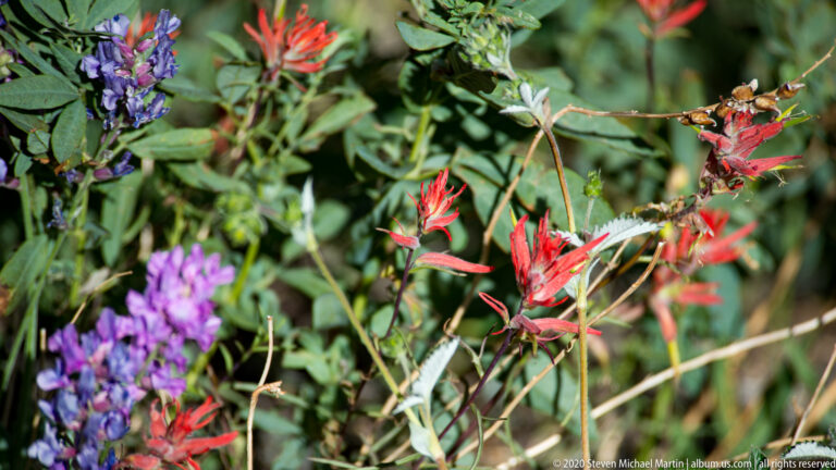 Red-orange flower spikes and purple blossoms grow together among green leaves and stems.