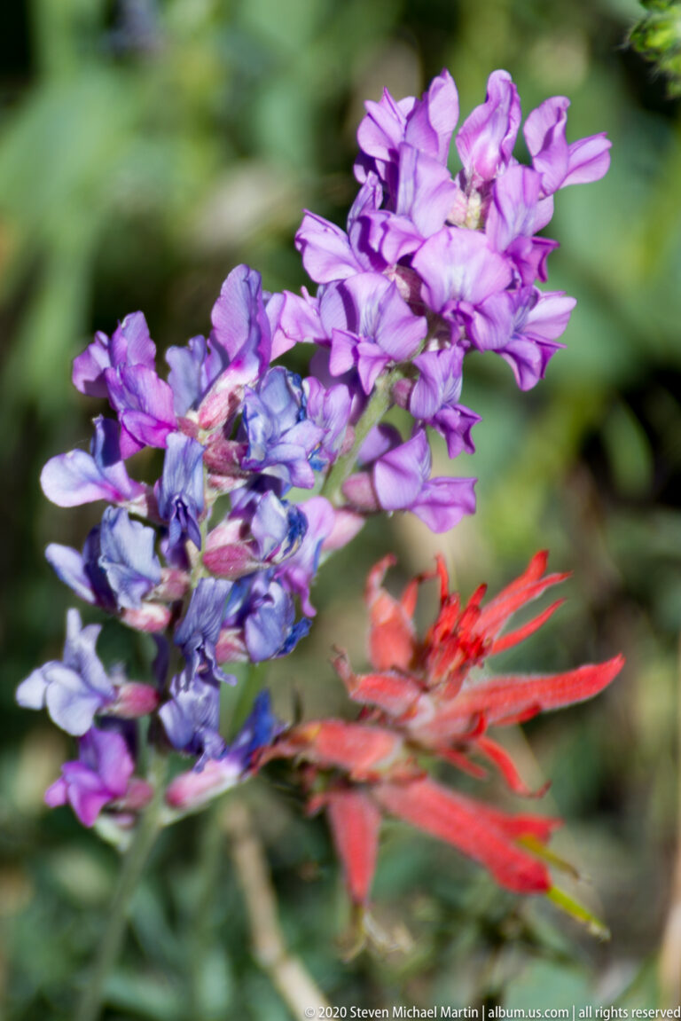 Purple-blue flowers and a red-orange paintbrush bloom overlap against a blurred green background.