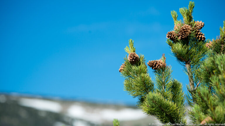 A cone-bearing pine branch with green needles and new growth stands against blue sky and blurred snowy mountains.