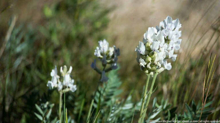Clusters of small white flowers rise above narrow leaves in a softly blurred grassy meadow.