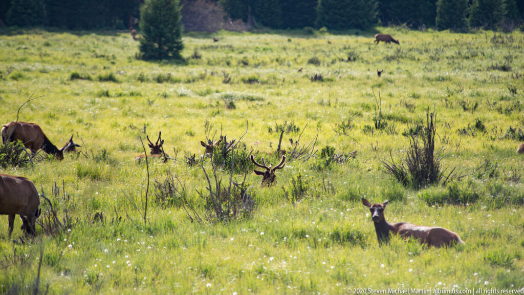 A dispersed elk herd grazes and stands in tall grass near a forest edge.