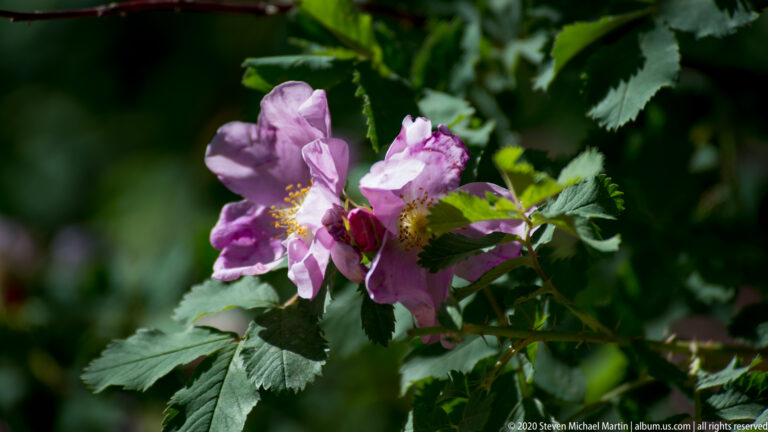 Pink wild rose blossoms with yellow stamens sit among serrated green leaves in deep shade.