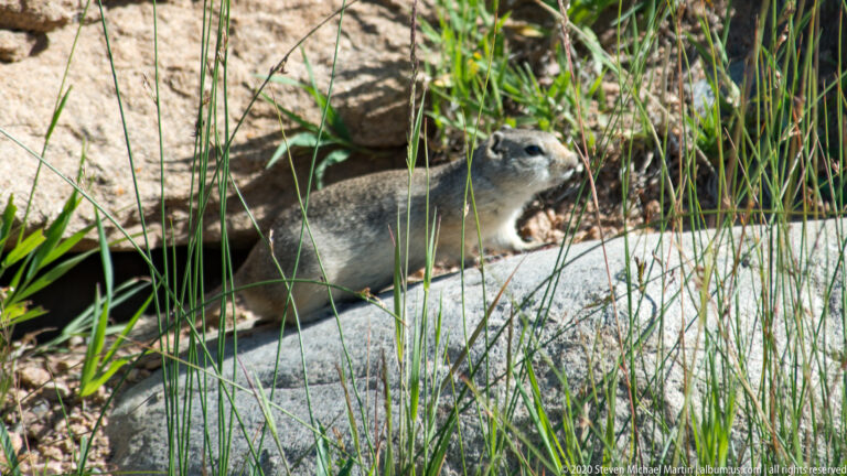 A gray-brown rodent rests on a pale rock behind tall grasses, facing right.