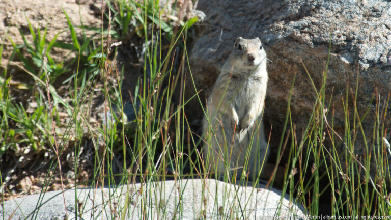 A small rodent stands upright among grasses in front of a large boulder.
