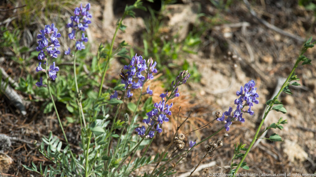 Blue-violet flower spikes grow among low leaves and dry stones on a rocky slope.