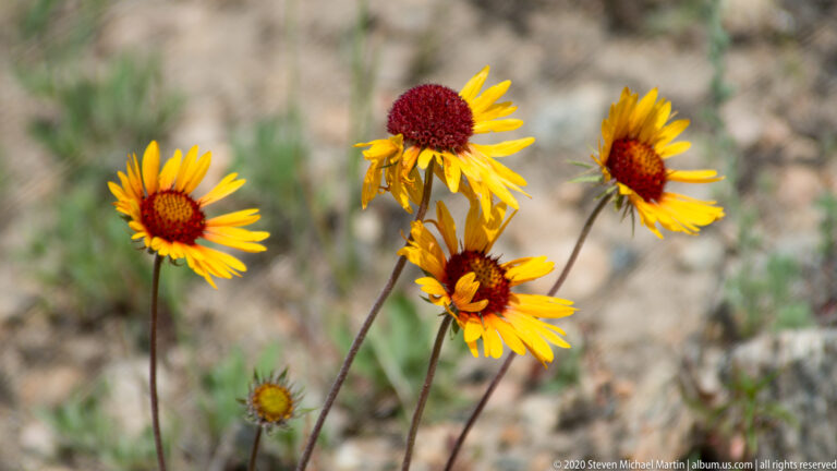 Yellow daisy-like flowers with dark red centers rise on slender stems above a blurred rocky ground.