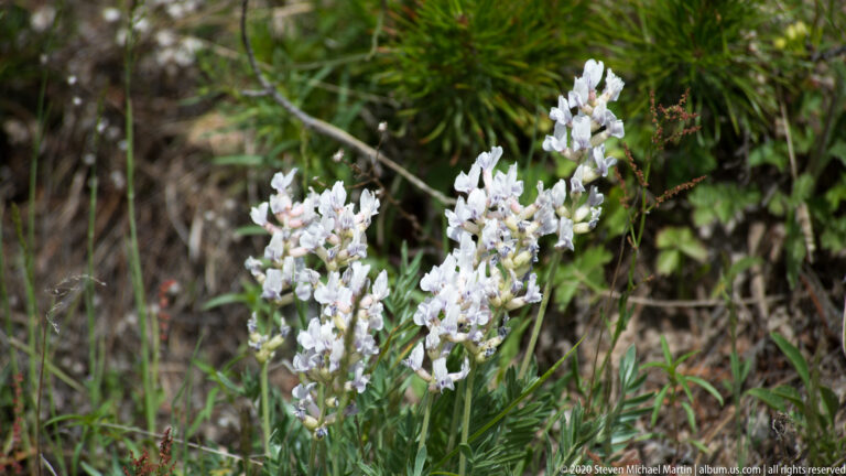 Pale clustered flowers rise above narrow leaves among grasses and low woodland vegetation.