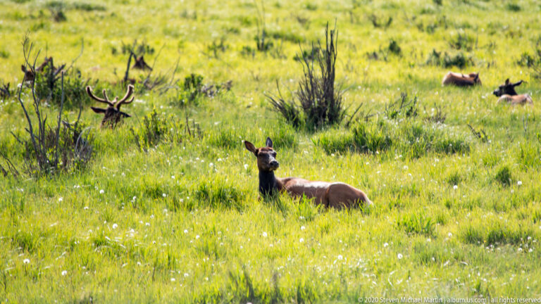 A resting elk looks toward the camera while other elk stand in the flowered meadow behind.