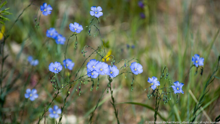 Small blue five-petaled flowers on thin stems are scattered through a softly focused meadow.