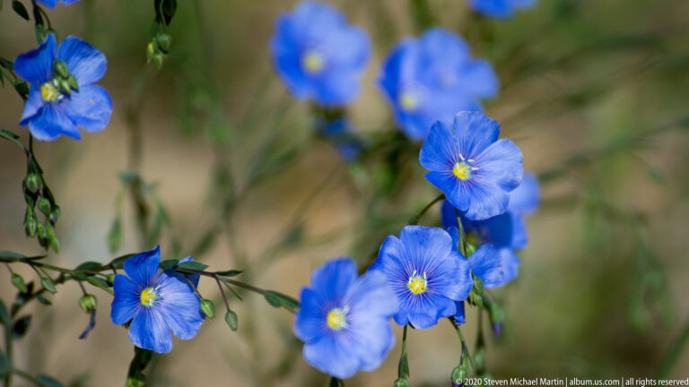 Vivid blue five-petaled blossoms with yellow centers fill the foreground against a blurred background.