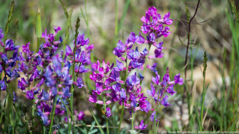 Magenta and violet flower spikes form a dense patch among grasses on a softly focused slope.