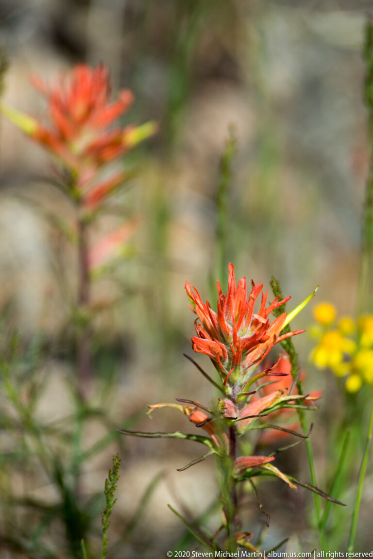 One red-orange paintbrush bloom is in focus against a softly blurred meadow.