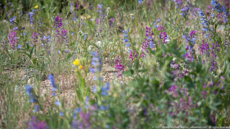 Purple, blue, and yellow wildflowers are scattered through tall grass, with soft foreground blur.