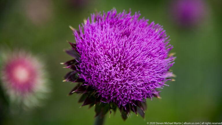 A dense purple thistle flower head with pointed bracts stands against a blurred green background.