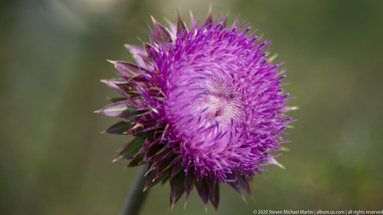 A side view of a purple thistle bloom reveals pointed bracts and dense florets on a single stem.