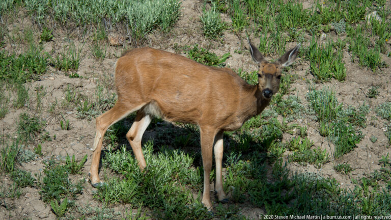 A mule deer doe stands on sandy ground among low shrubs, facing the camera.