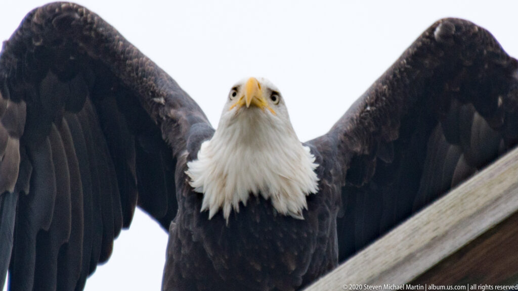 Bald Eagle
