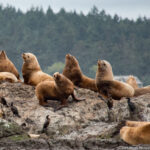 San Juan Island NHP Wildlife