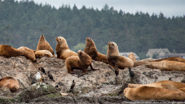 San Juan Island NHP Wildlife