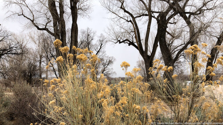 Golden dry plants stand beneath large leafless trees in a winter landscape at Aztec Ruins.